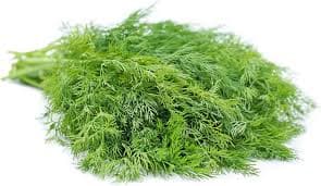 Dill Leaves